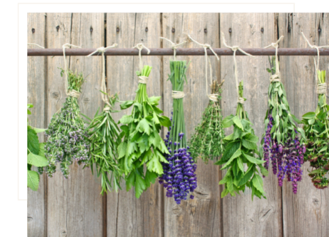 Ayurveda Heilkräuter Workshop